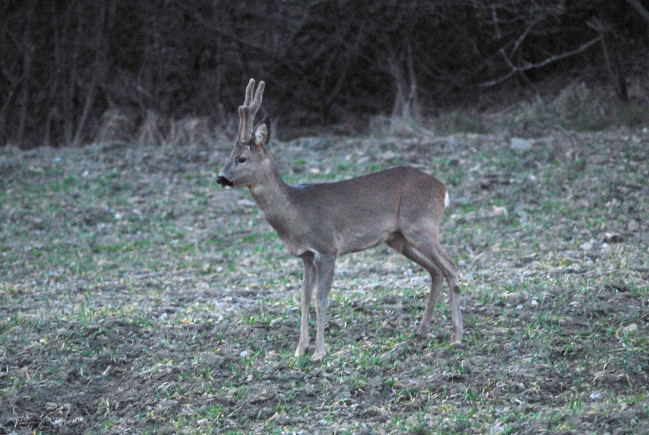 Il Capriolo